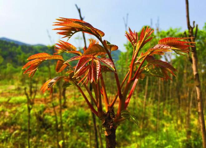 leyu：香椿产业铺就乡村致富路(图1)