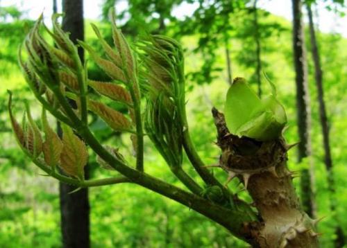 乐鱼游戏官网：刺嫩芽又称刺老芽“山野菜之王”当之无愧市场价格昂贵(图1)