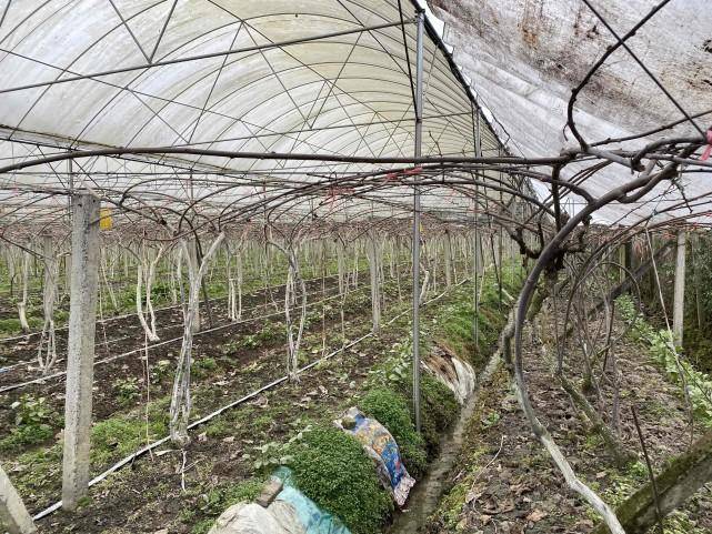 中国猕猴桃种植面：乐鱼体育平台：积及产量世界第一为何卖断货的来自新西兰(图1)